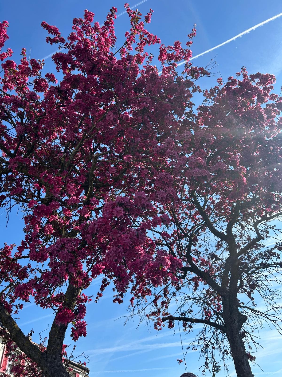 Pilgerweg - Frühjahrsblüte